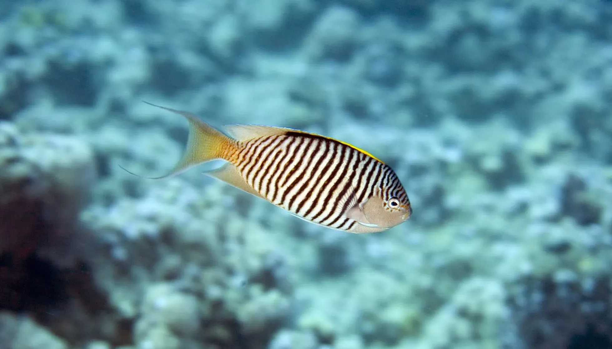 Male Zebra Angelfish