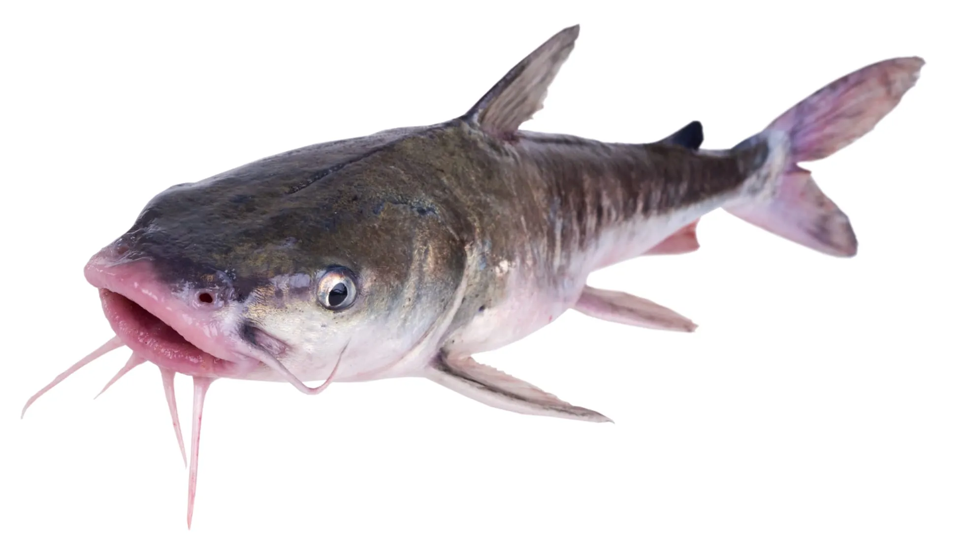  Hardhead Catfish
