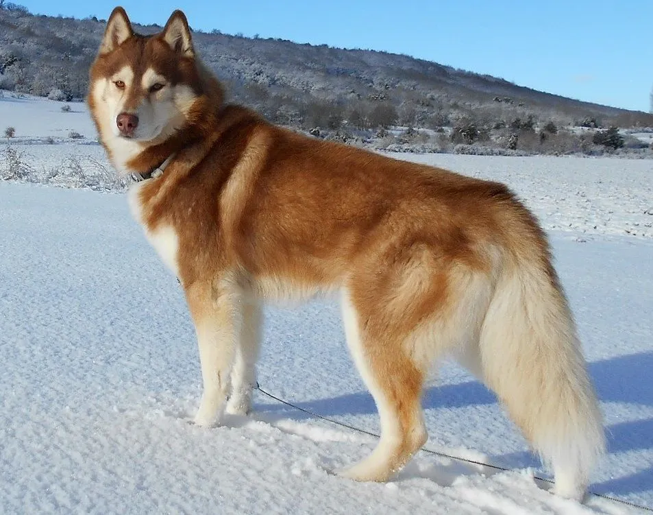 Husky pug mix facts are great to know about new dog breeds.