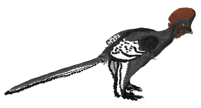 Anchiornis facts are about this dinosaur that has a meaning of their name, 'near bird'.