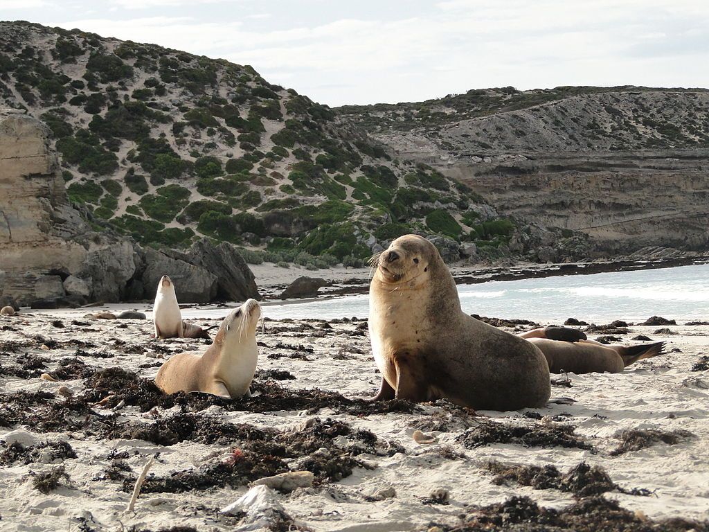 Fun Australian Sea Lion Facts For Kids | Kidadl