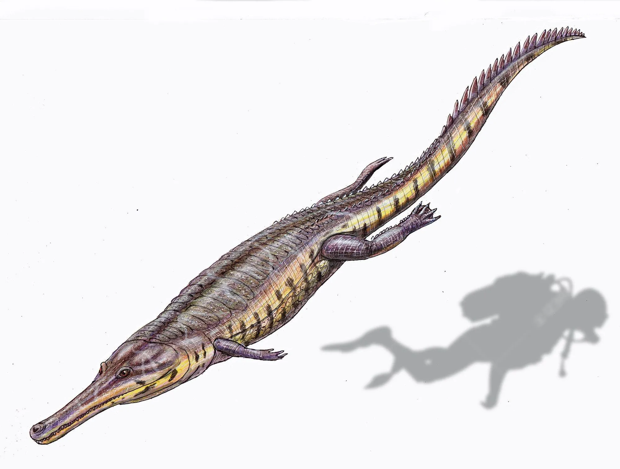 Learn about prehistoric crocodiles by reading these Machimosaurus facts