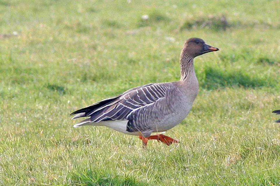 Find interesting tundra bean goose facts for kids