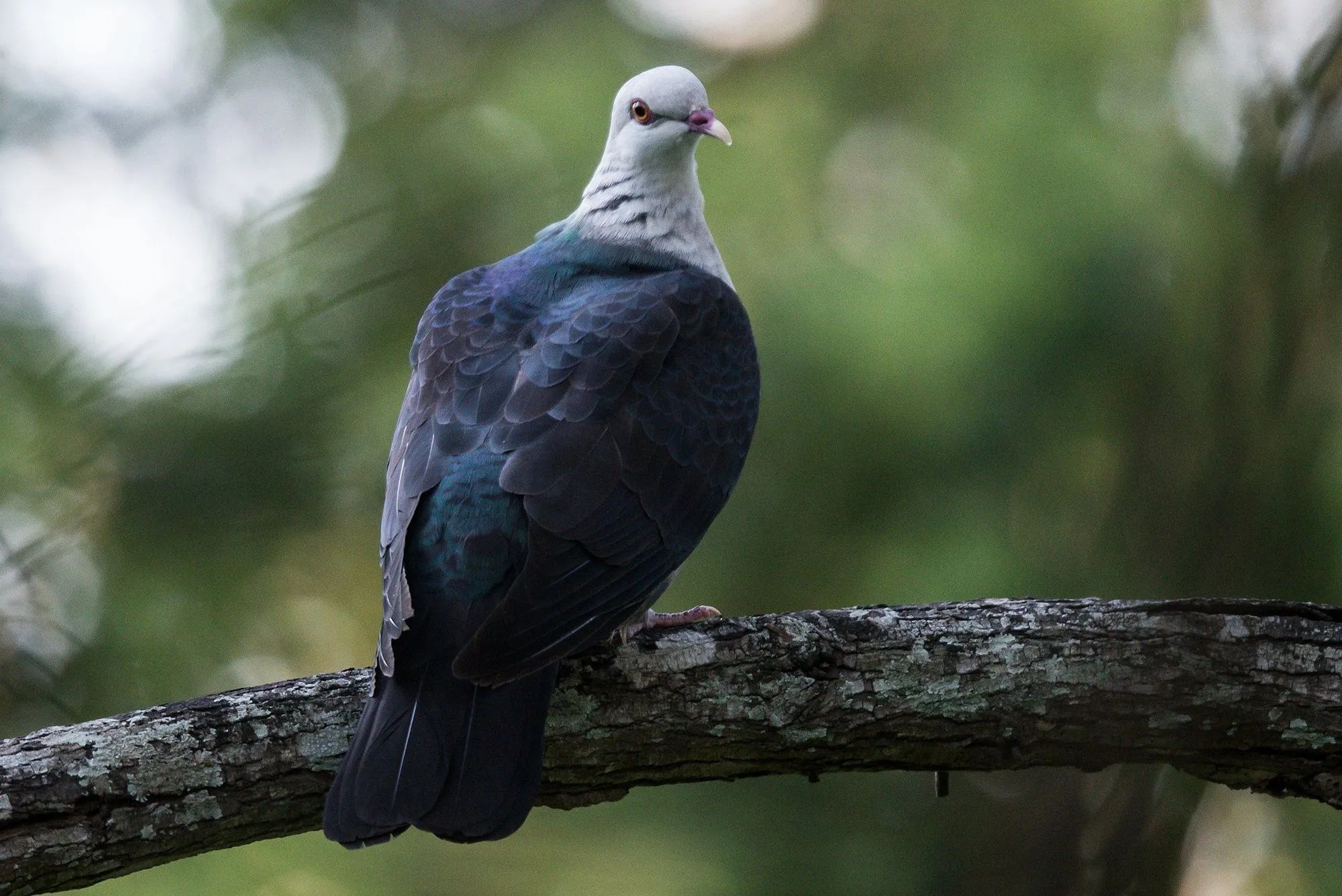 Check out these awesome white-headed pigeon facts.