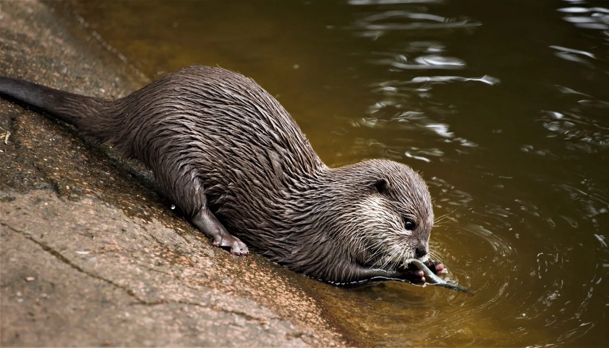 African Clawless Otter 