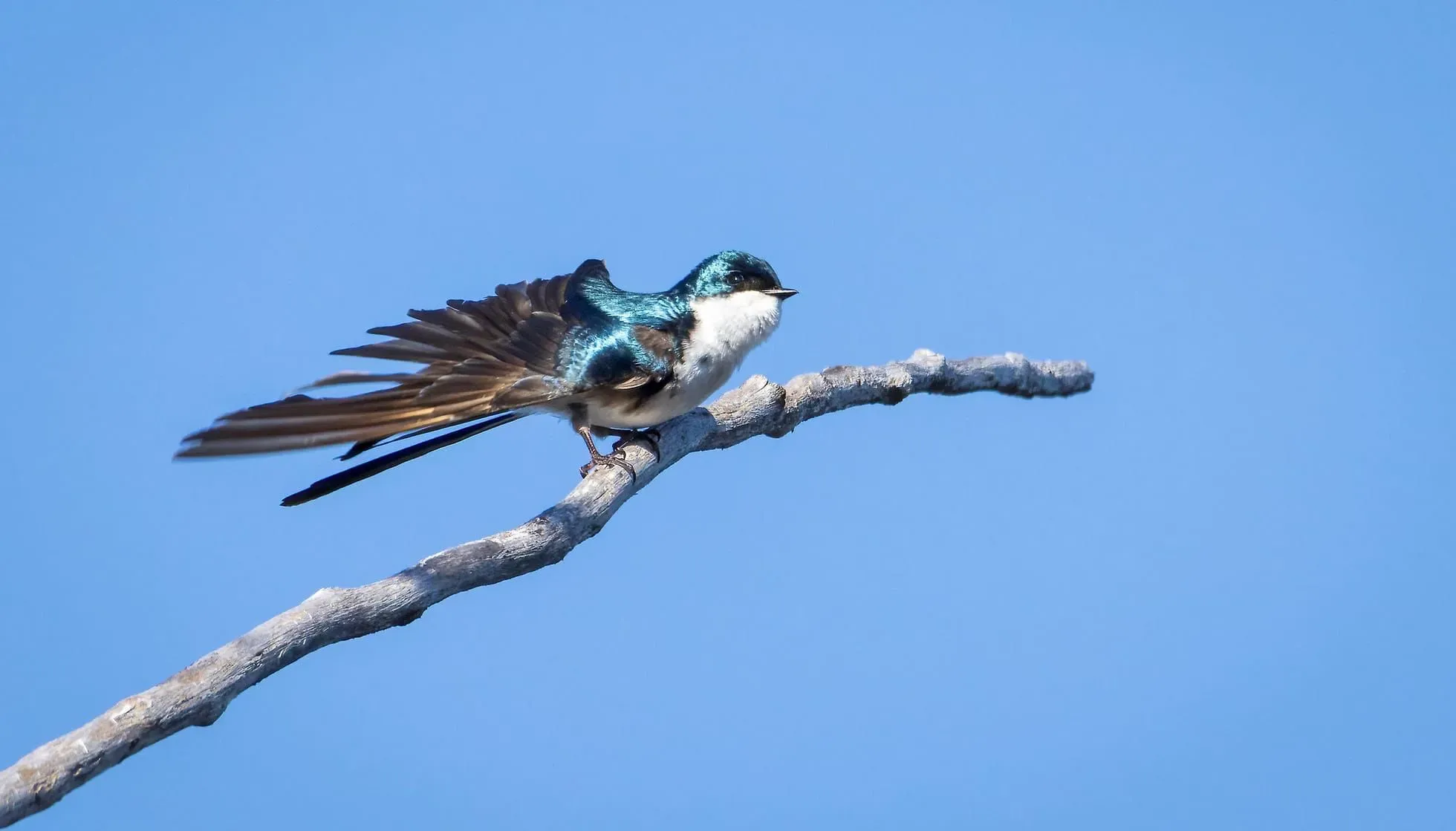 Bahama Swallow 