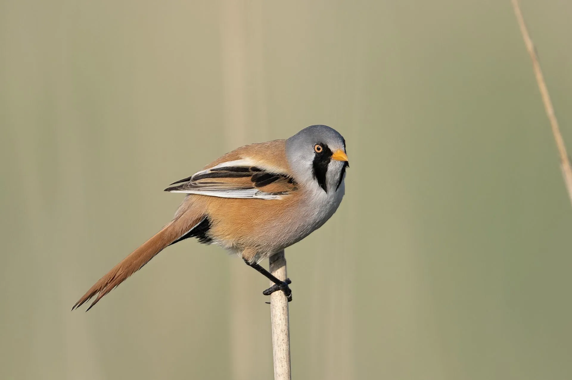 Bearded reedling facts are about birds with black mustaches.