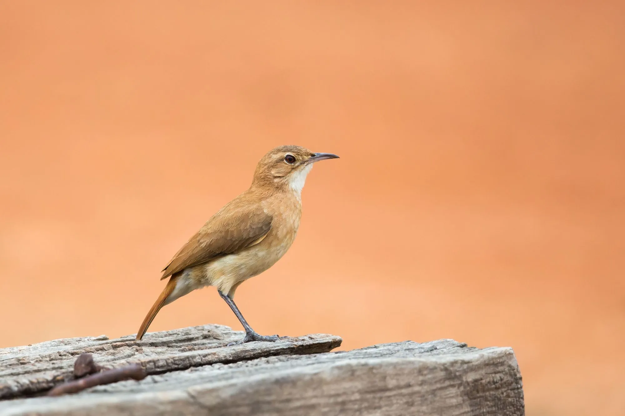 Check out these interesting rufous hornero facts.
