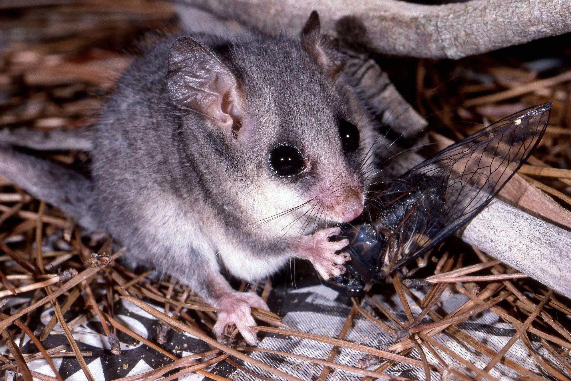 baby pygmy possum