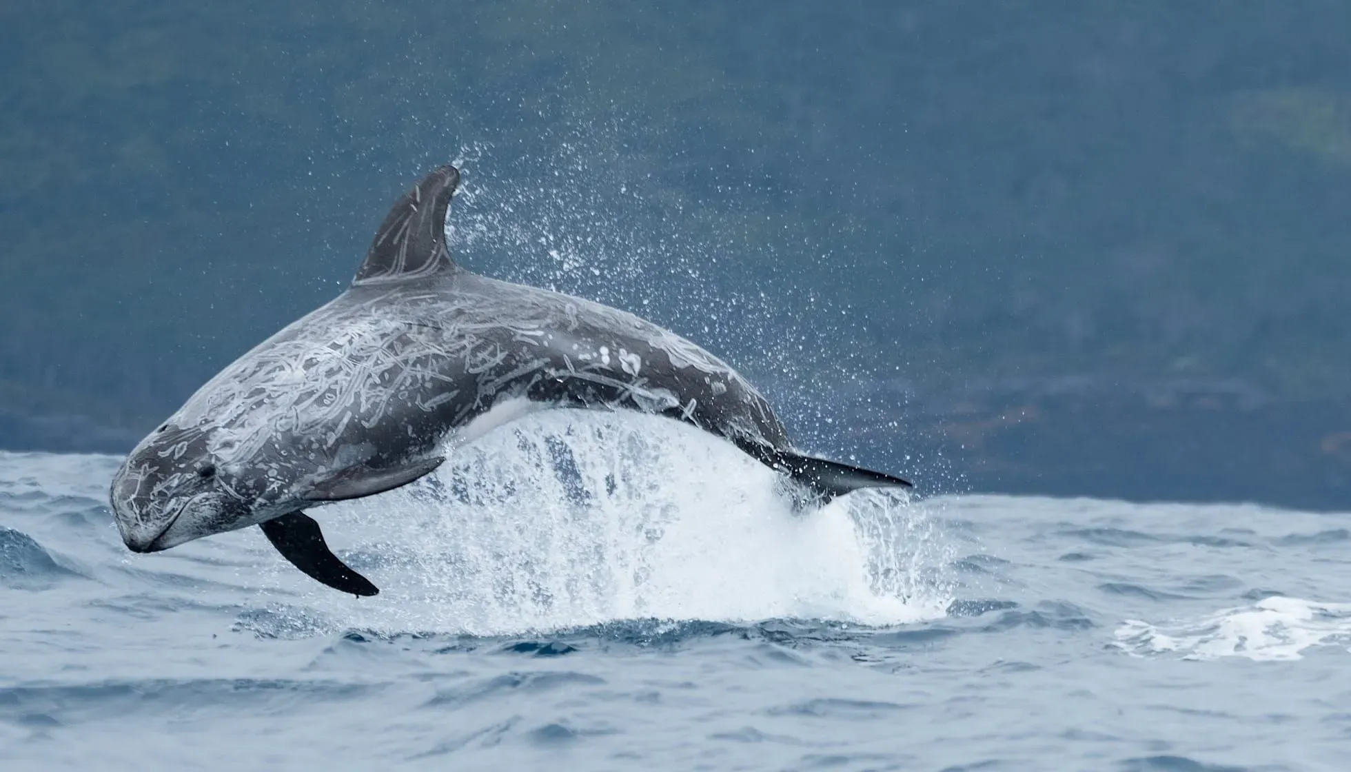 Risso's dolphin leaping from the Atlantic off the shore 