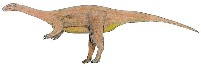 The holotype of Antetonitrus helped understand the evolution of Sauropods.