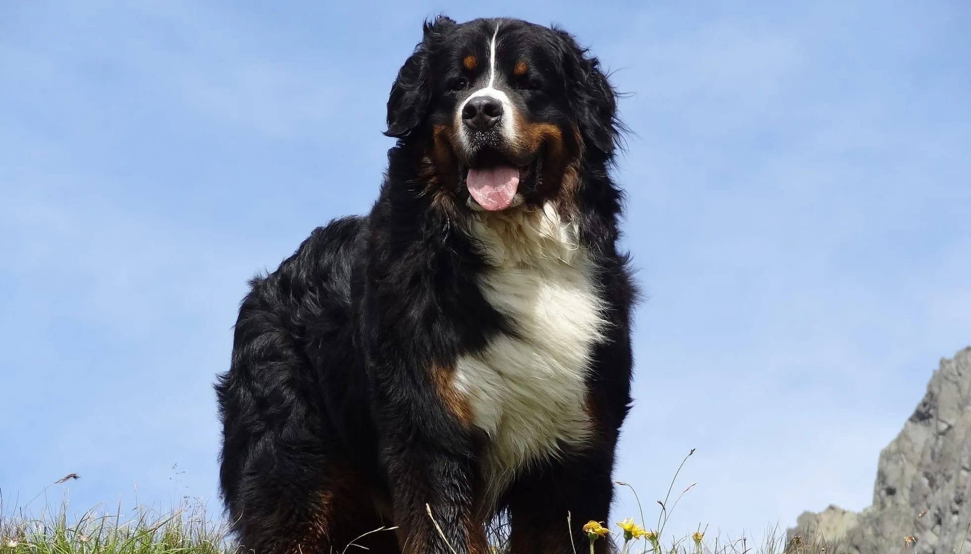 bernese mountain dog is afraid of water what to do