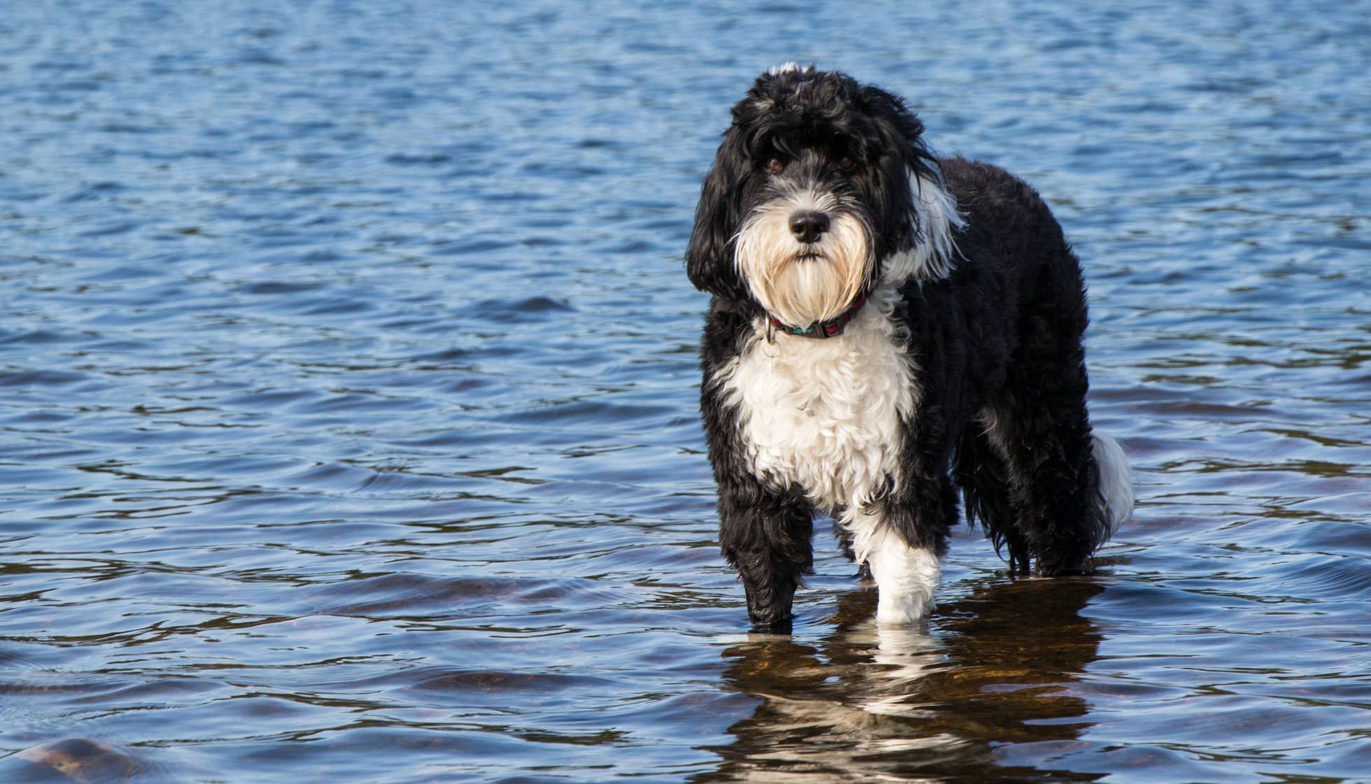 are portuguese water dogs friendly