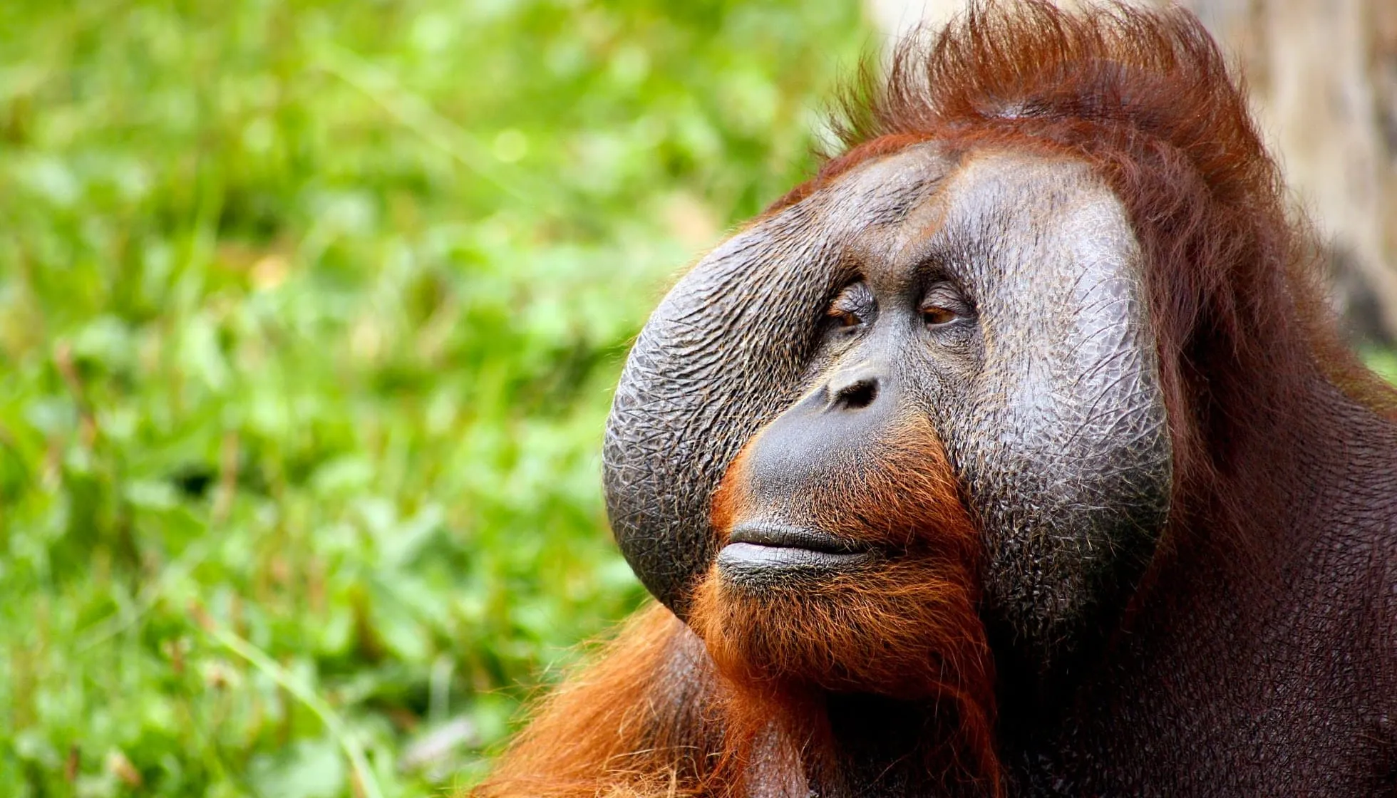 Close up of Tapanuli Orangutan