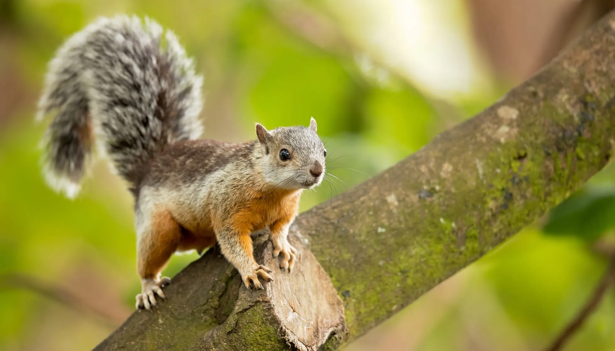 Variegated Squirrel  on a branch