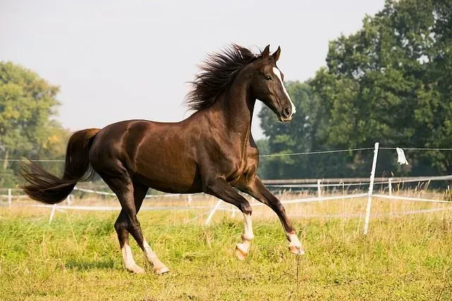 Learn about the American saddlebred facts!