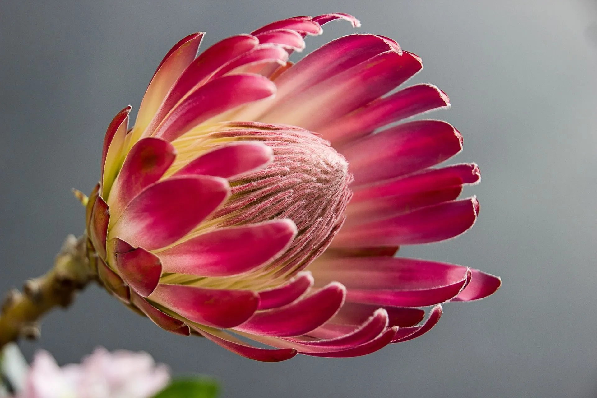 Queen Protea is found in South Africa.