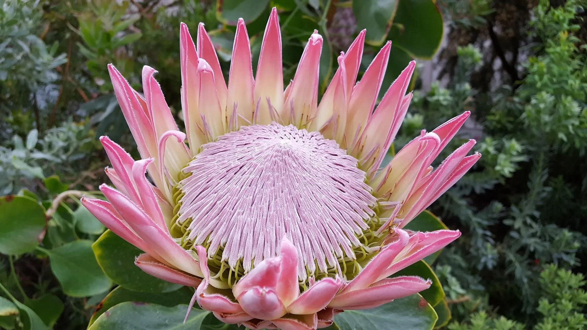 23 protea plant facts: a rare flowering plant from south africa