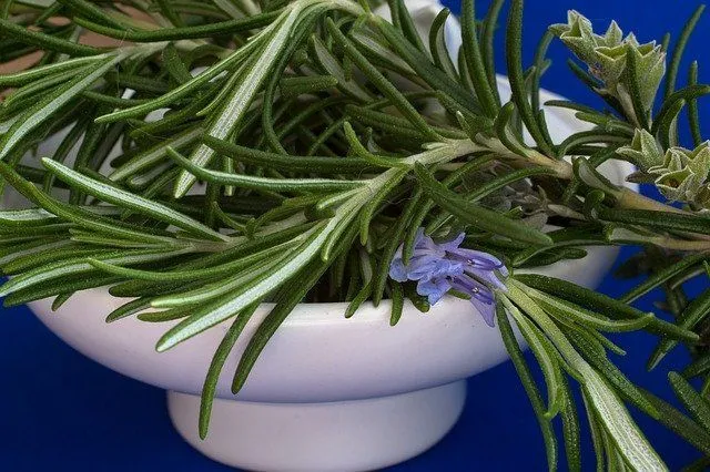 The harvest season for rosemary is typically between April and June.