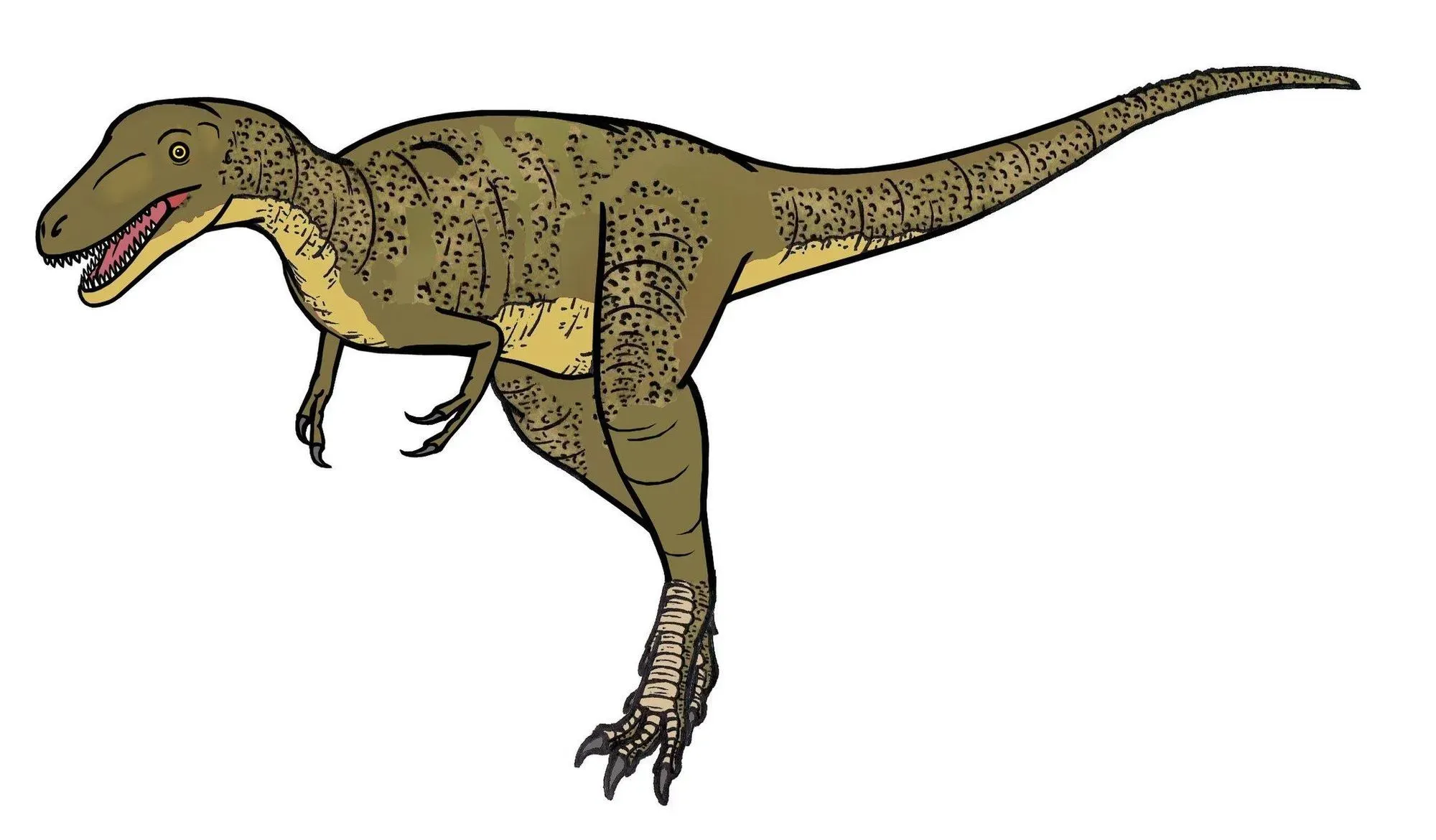 Altispinax dinosaurs was a huge meat-eater from 138-135 million years ago.