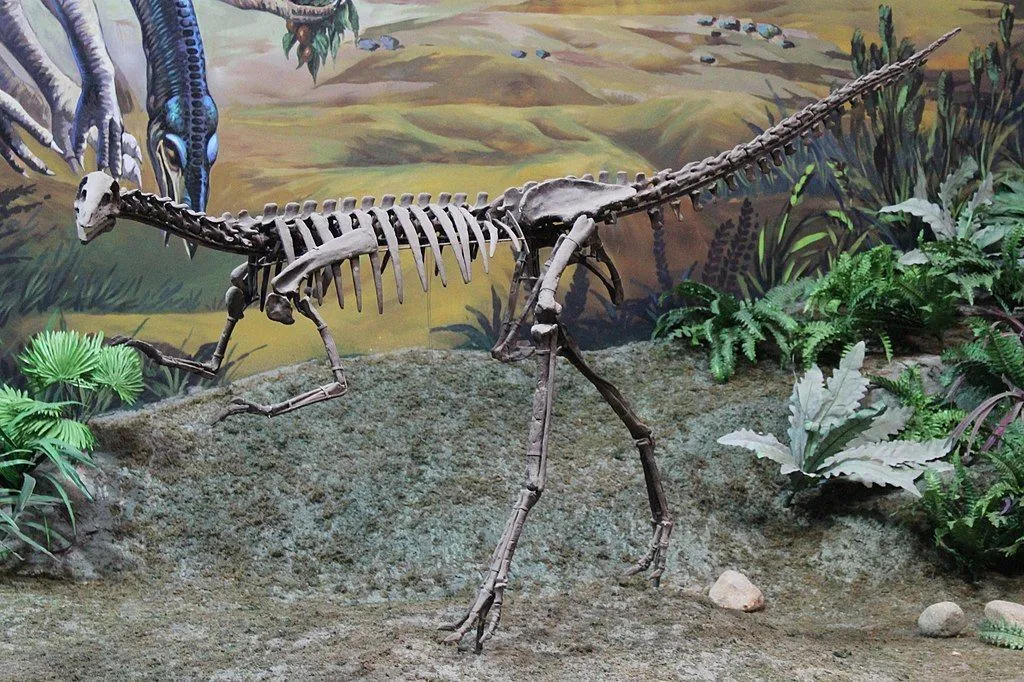 It is believed that the diet of the Archaeornithomimus was omnivorous.