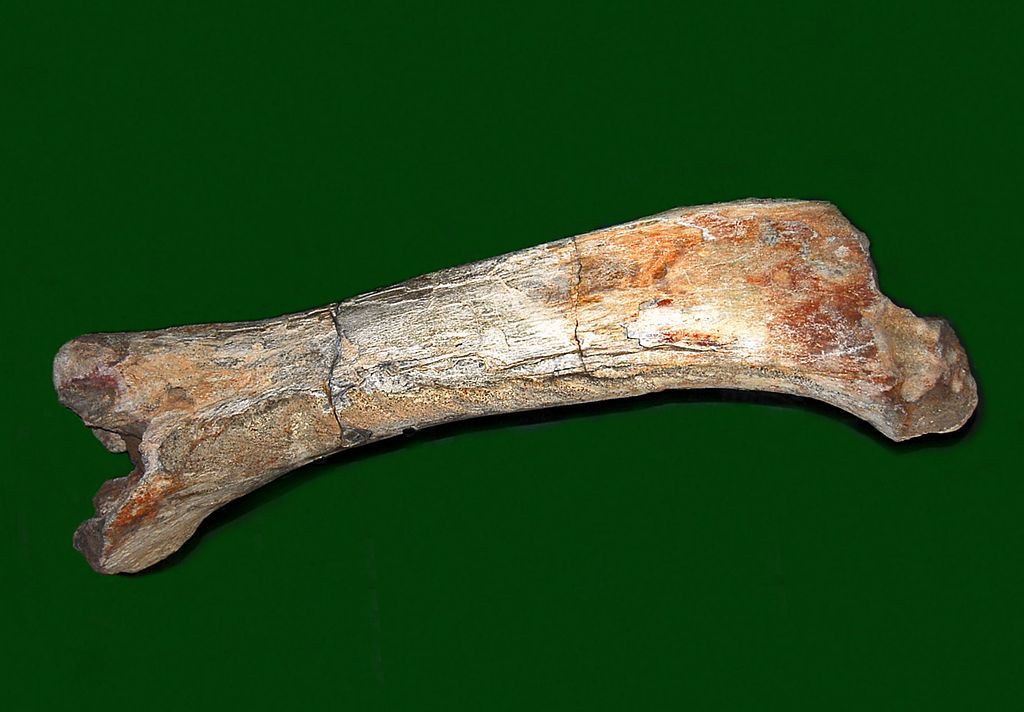 This is the forelimb of the dinosaur species that was excavated from the Chico River.