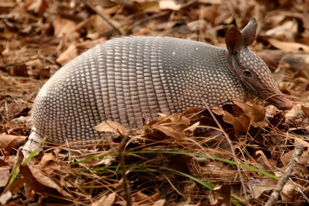Nine-banded armadillo facts help to know about wild animals.