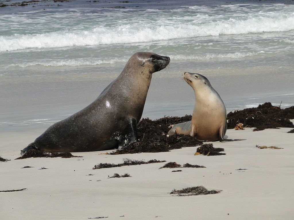 Fun Australian Sea Lion Facts For Kids | Kidadl