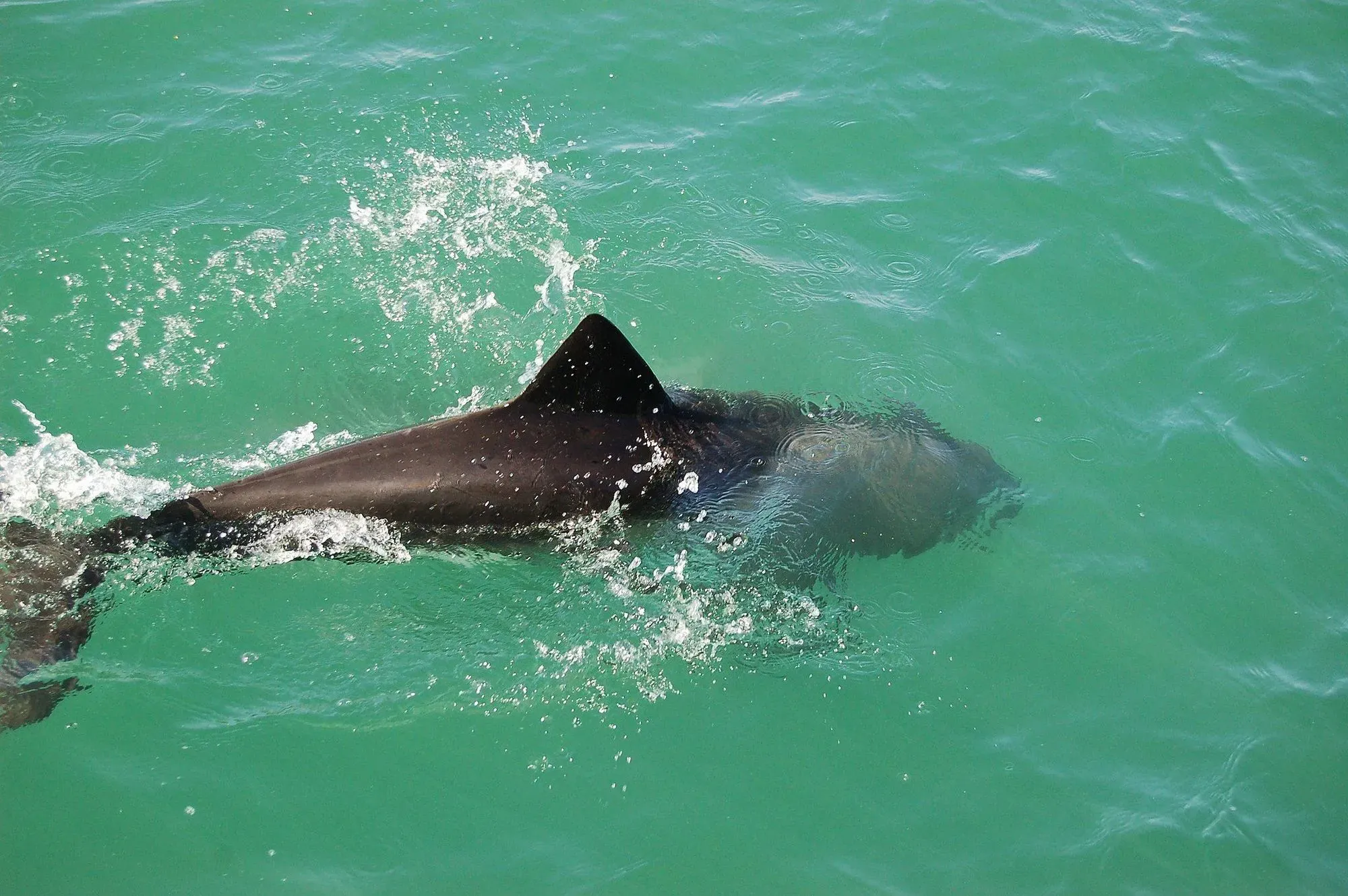 Benguela dolphins are a protected species.