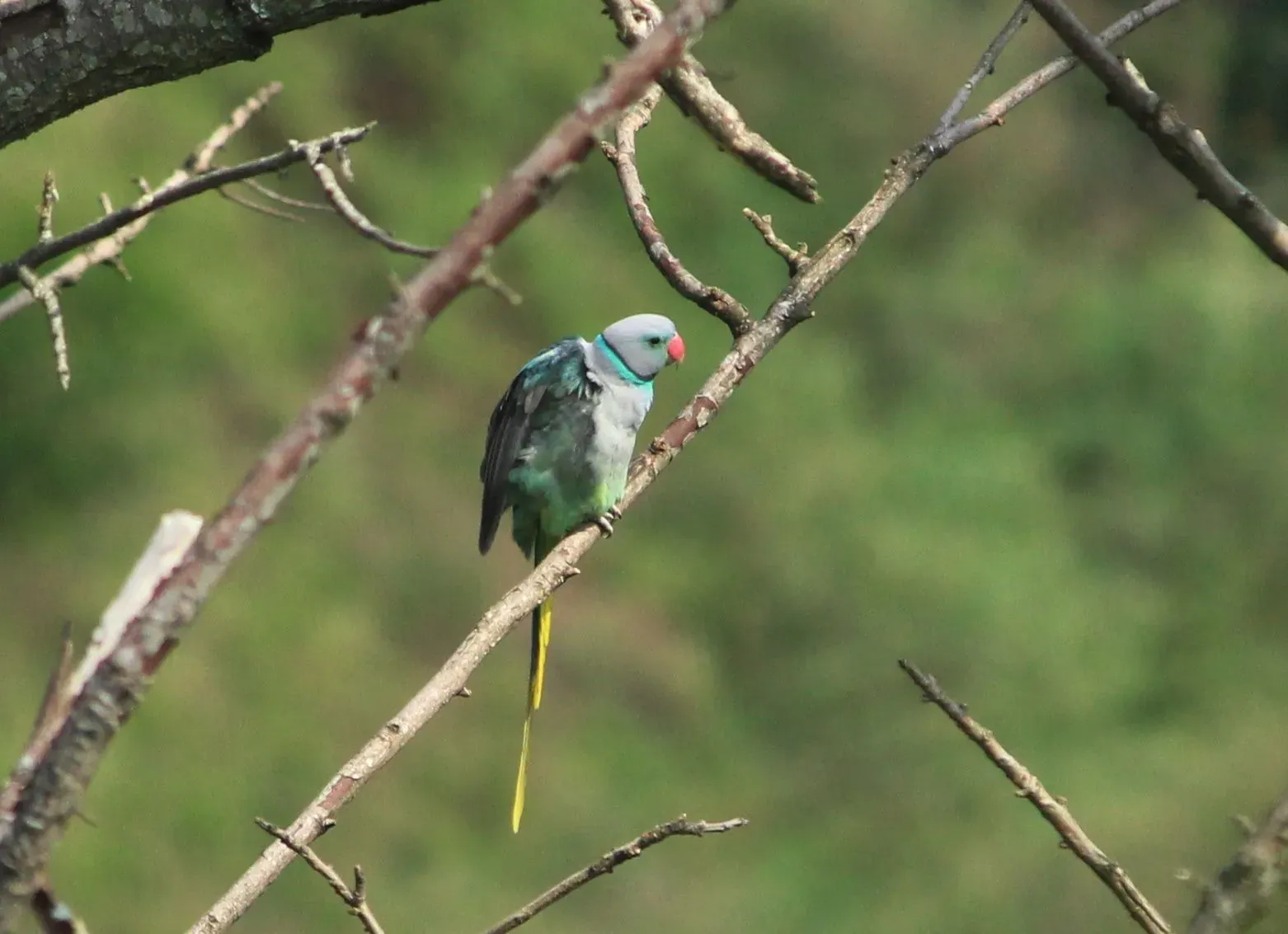 Blue-winged parakeet facts are about South Indian birds.