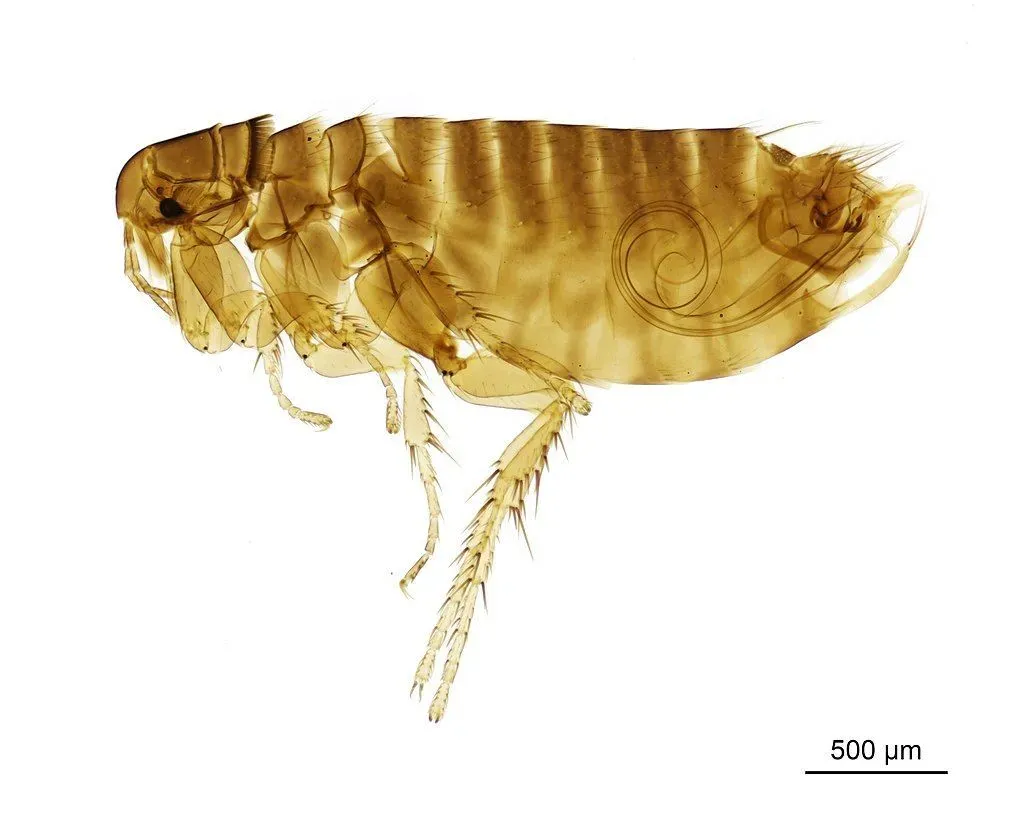 Chigoe flea facts are about these disease-carrying insects.