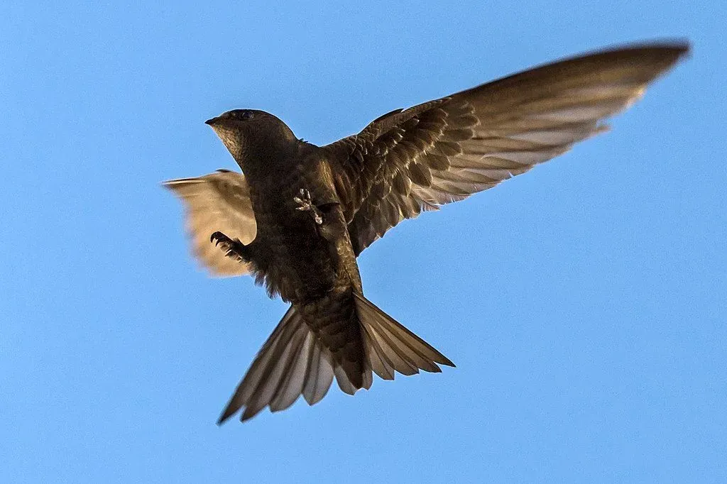 The house swift has black plumage with a stark white throat.