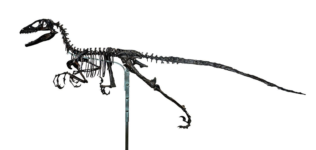 Deinonychus had long feathers on their body.