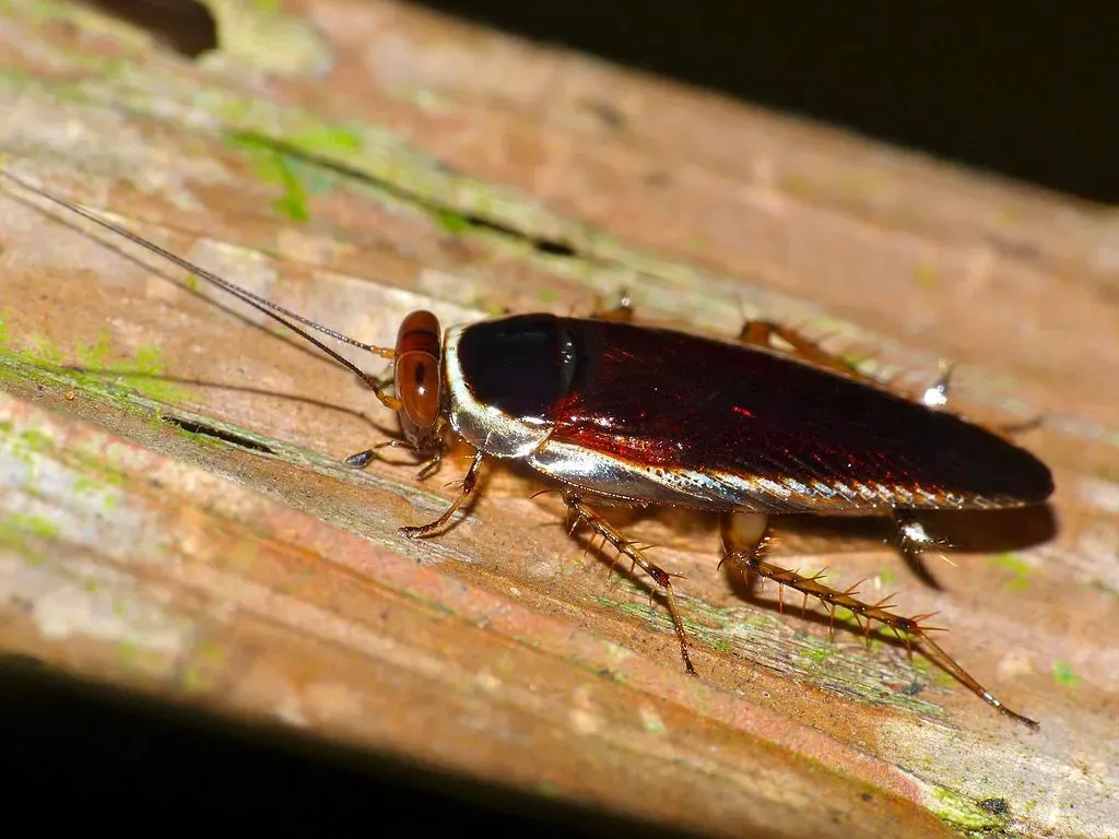 These forest cockroach facts are all about these diurnal insects.