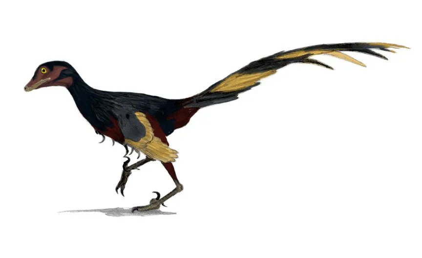 Jinfengopteryx facts are about the Chinese queen of birds.