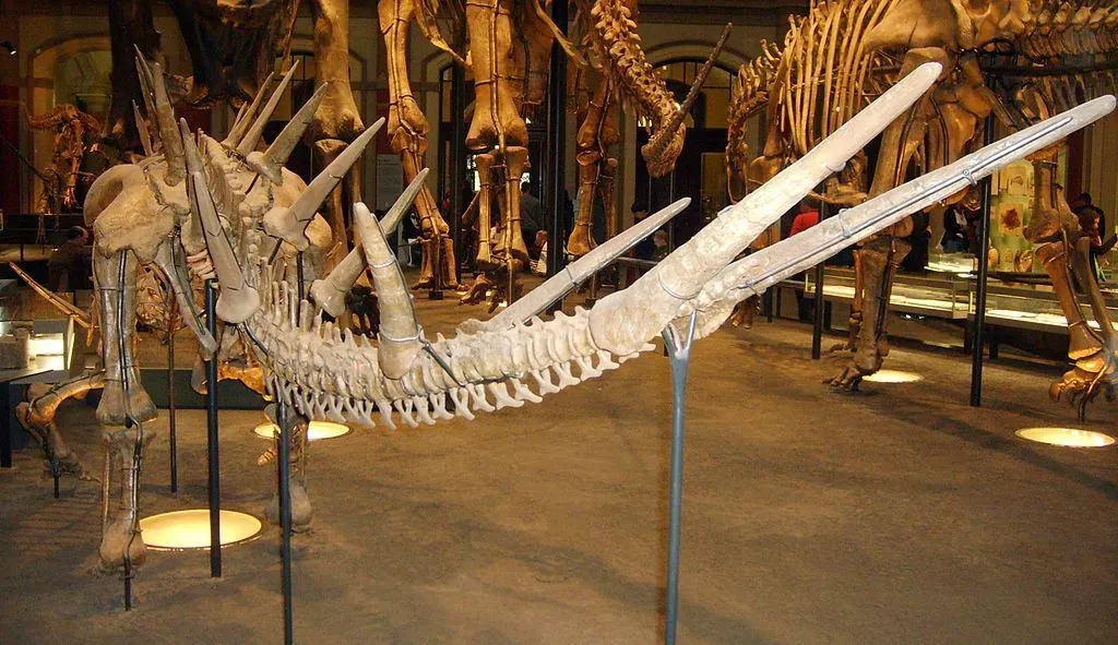 The Kentrosaurus picture shows the tail bone structure of the dinosaur.