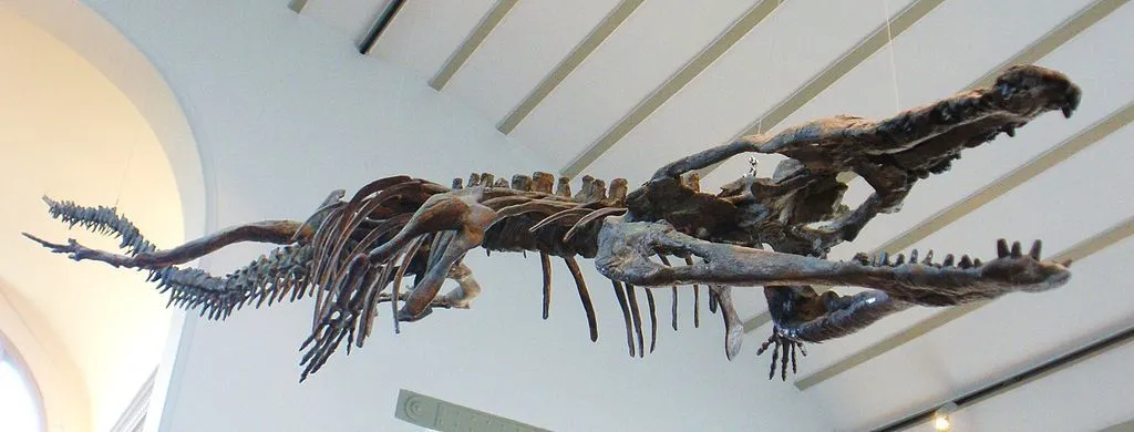 Members of this genus had a characteristic gharial-like snout.