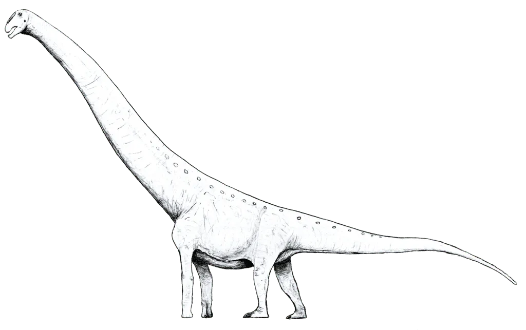 The Mansourasaurus fossil, Egypt and Southern Africa being the home country to it, was found by Sallam and are preserved in the field museum.