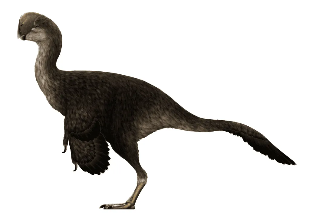 Henry Fairfield Osborn named the type species of the Oviraptor.