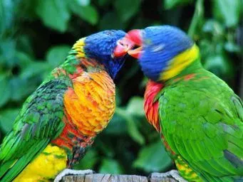 Little lorikeet facts are all about the red-faced parrots of Australia.