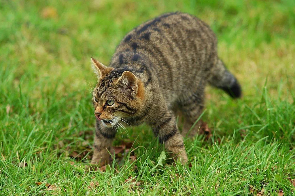 Scottish wildcats are larger in size in comparison to domestic cats.