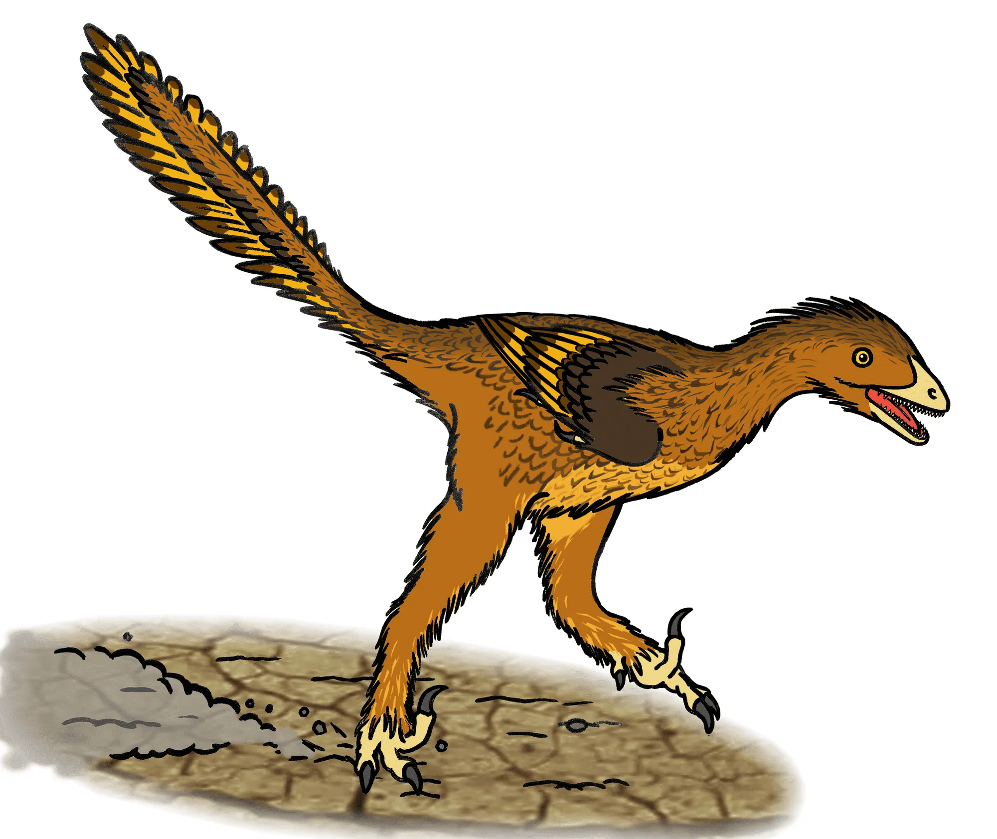 Geminiraptor belonged to the lower or Early Cretaceous period.