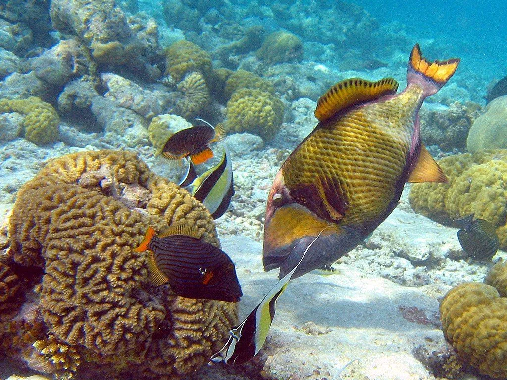 The starry triggerfish has a flat tail and a caudal fin.
