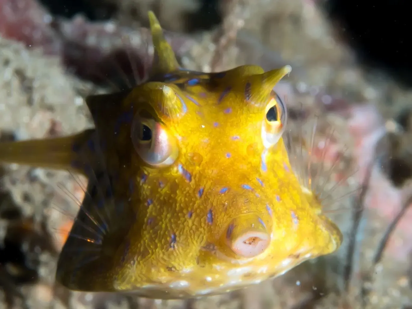 The thornback cowfish is a coastal fish with a boxy shape, unusual patterns, protruding lips, and horn-like spines.