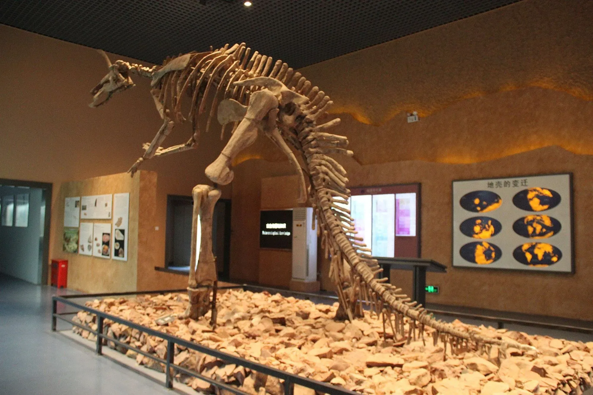 The Tsintaosaurus dinosaur often walks on its four legs.