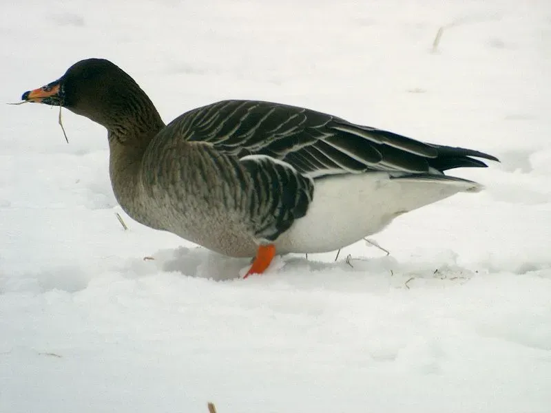 These rare bean goose facts would make you love them.