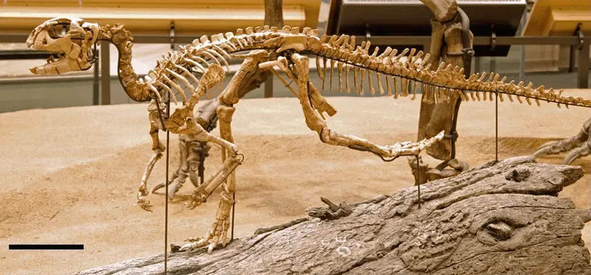 Weewarrasaurus walked on its two legs.