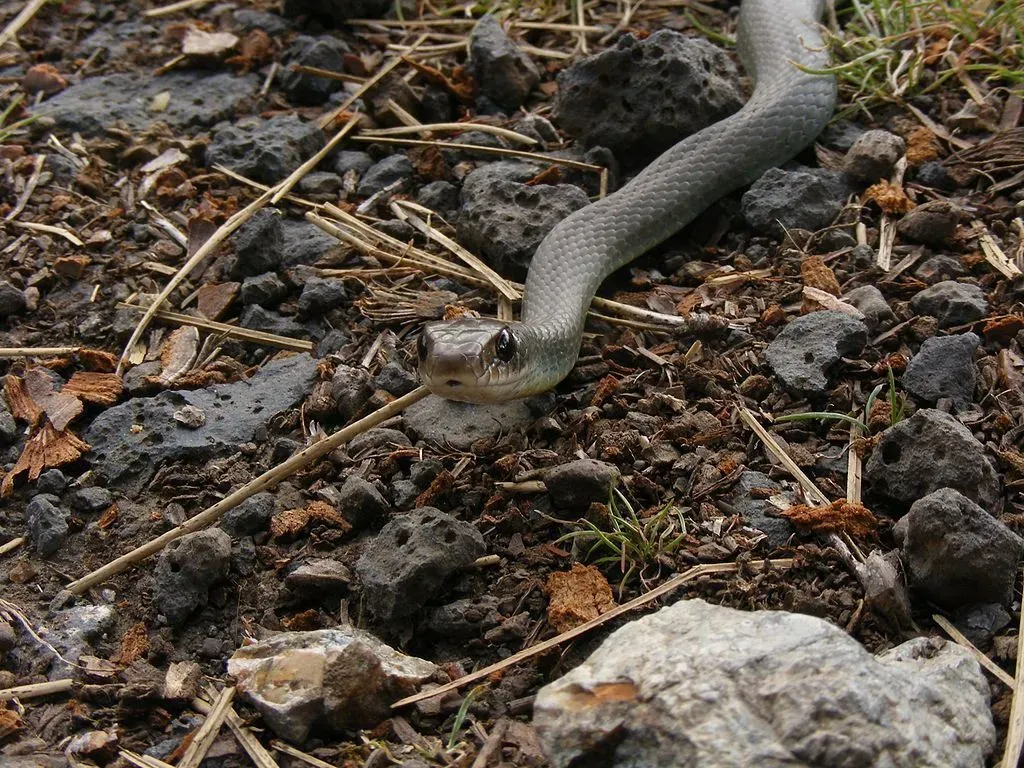 The western yellow-bellied racer is is a long and slender snake.