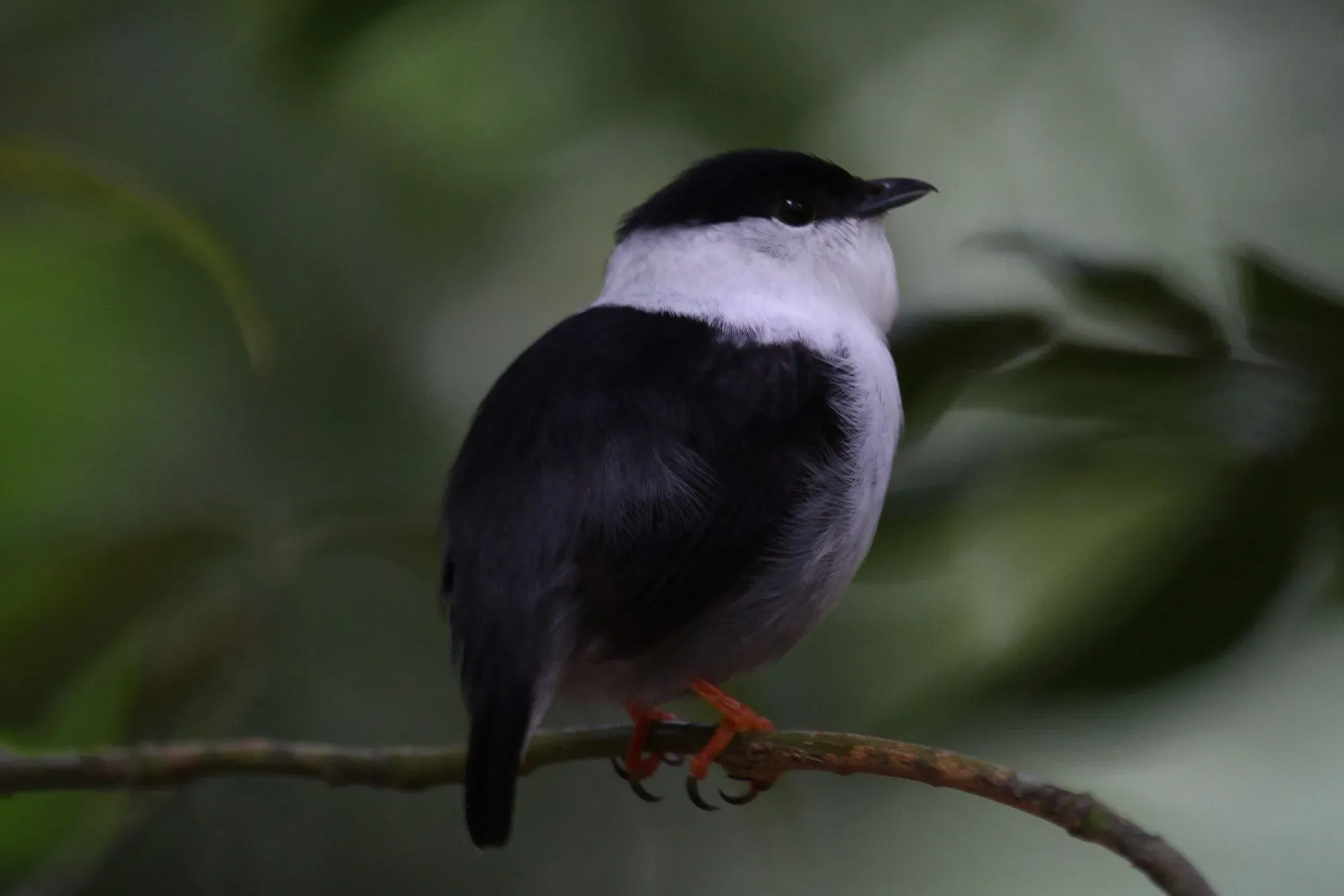White-bearded manakins are extremely cute to look at.