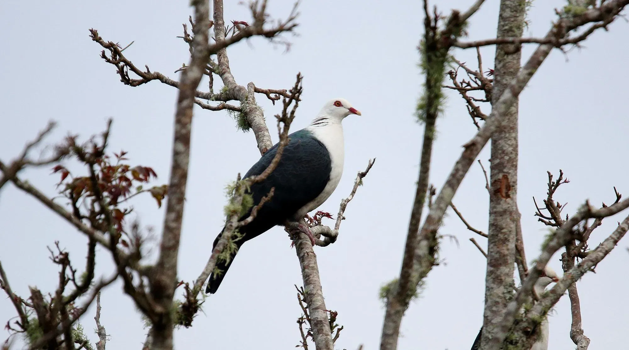 White-headed pigeons have a pinkish-red eye-ring.